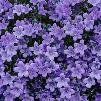 突破网络限制的利器：v2rayNG客户端全面使用指南