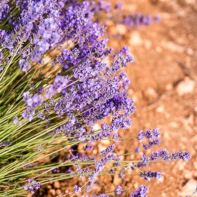 科学上网新选择：深度剖析SSR与V2ray机场的配置艺术与实战指南